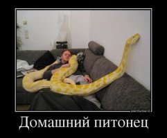 Испугавшийся питон атаковал работника серпентария