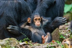 Вот Дюма в детстве...
