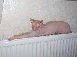 Прикольные и смешные картинки