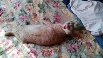 Подобрал котёнком на даче утырка этого =)