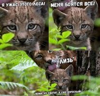 Львенок подкрался к маме сзади и напугал её