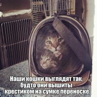 15 случаев, когда рифлёные стёкла в доме превращали котов в произведения сюрреалистов