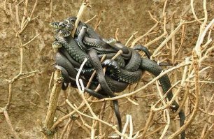 Недавно прочёл статью ,где утверждалось, что "гордиев узел" это
либо "крысиный король" либо "змеиная свадьба". Александр распутывать не стал, а начал сразу ножиком размахивать....

Как знать... может быть и правда...