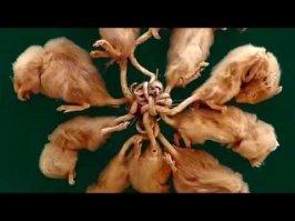 Недавно прочёл статью ,где утверждалось, что "гордиев узел" это
либо "крысиный король" либо "змеиная свадьба". Александр распутывать не стал, а начал сразу ножиком размахивать....

Как знать... может быть и правда...