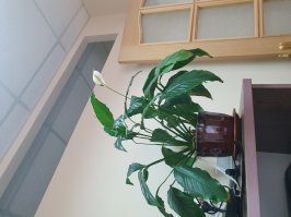 Дома может и не цветет)) А на работе как по расписанию. Фото минутной давности