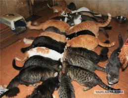 И что?
Не, ну если нравится жить в подъездах, пропавших кошачьей мочой - ну вперед. :)

Почему то никто не в восторге от таких соседей :)