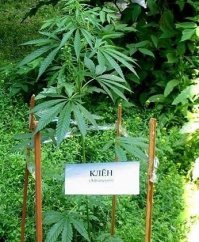 Растения, которые запрещено выращивать в саду
