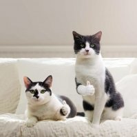 Откроет Мутко для бездомных котов подвалы российских домов
