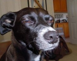 Суровая белка-подозревака