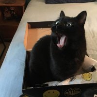 Огромный лев пошутил над фотографом