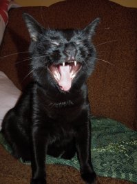 Скорее всего у лёвушки недавно был вкусный обед и , котейка делал потягушки среди живописных джунглей    Фотографу действительно очень повезло