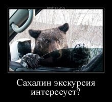 Вежливые медведи приветствуют туристов из-за изгороди вольера