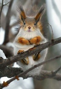 Фотограф-натуралист год заманивал белок в свой сад, чтобы сделать эффектные снимки