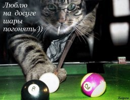 Собака впала в ступор, увидев странную игру кошки с мячом