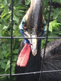 Хорошо, что казуаров не решила разводить, у этих ребят есть яйца. Правда на шее, но видимо, как раз поэтому они так любят убивать...