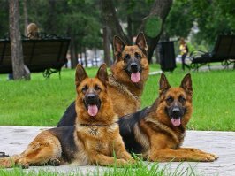 Не без этого