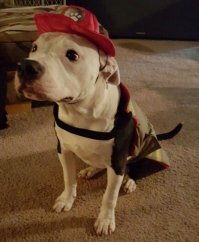 В этой истории все прикрасно... 

Пожарник мужик, проявил человечность. 

Собакен красавчик, вцепился зубами за догорающую жизнь и выжил...