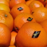 Тогда Чебурашка не из 
Израиля а из Марокко,потому что апельсины когда он был найден имели такие наклейки.