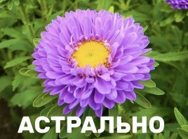 Игра слов: 20 смешных картинок со смыслом