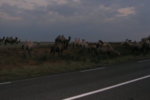 По порядку:
1) Калмыкия Астрахань- Элиста
2) Новороссийская бухта(вид с дороги)
3) М-5 Челяб. обл., АЗС "Зюраткуль"
4) М-55(это блэд федеральная!!! автодорога) выезд из Канска на Тулун(ещё не самый кочковатый участок)
5) Бурятия М не то 55, не то 57. Не помню уже. По пути из Читы в Улан- Удэ по берегу Селенги.