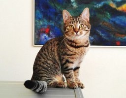 Все думают это дворовые беспородные,а это кельтские кошки)