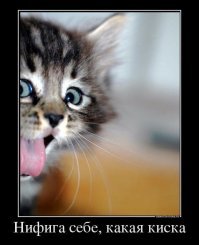 Котосмайлики