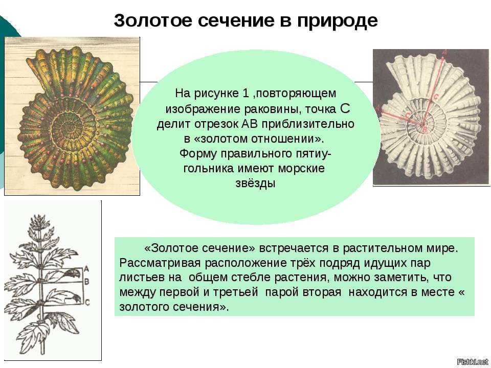 Золотое сечение в природе примеры картинки