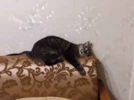 ПОМОЙНО-РОЗЫСКНАЯ