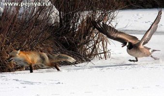 35 умилительных фотографий уток, которые сделают даже плохой день чуточку лучше