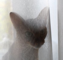 18 пород домашних кошек, о которых знают немногие