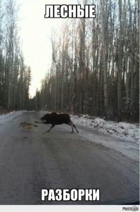 Голодный леопард попытался ограбить крокодила в африканском заповеднике