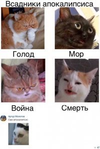 18 пород домашних кошек, о которых знают немногие