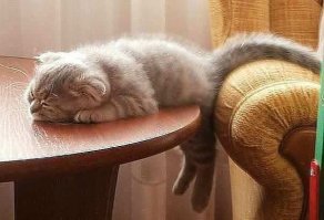 26 фотографий величественных канадских рысей — кошек с самыми мягкими и пушистыми лапищами