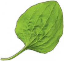 У меня в детстве такой пластырь был..