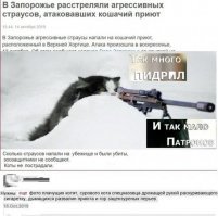 Страусы охотились на котиков  в Запорожье и были расстреляны