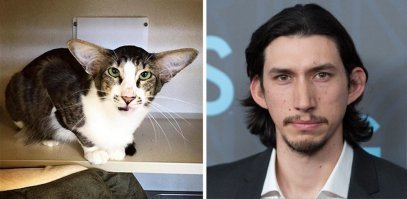 18 пород домашних кошек, о которых знают немногие