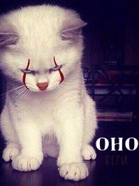 18 пород домашних кошек, о которых знают немногие