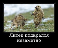 Лиса подкралась незаметно: победители конкурса Wildlife Photographer of the Year 2019