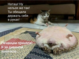 Намешалось