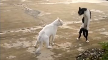 не, не, они всегда приглядываются