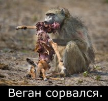 Страшный сон Вегана