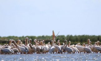 В Румынии тоже есть интересный отель Green Village (Констанца), расположен в заповедной зоне Дуная, поэтому проезд на авто запрещён. В гостиницу доставляют на лодках, если осенью утром заморозки и образовался лёд - всё, заезд отменяется :) 

Очень хотелось туда попасть, пока не случилось.
