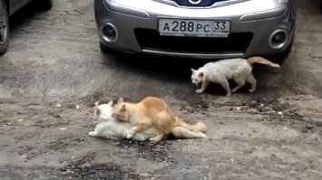 Подборка автомобильных приколов