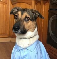 Это мой балбес, его тоже принесли щенком в ветеринарку типа усыпите, нам он не нужен!!! За мамашей не доглядели, получился вот такой Купчинский бархунд :)