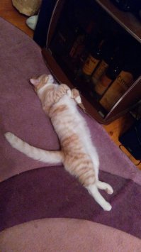10 фотографий котов, вызывающих улыбку
