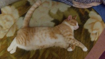 10 фотографий котов, вызывающих улыбку