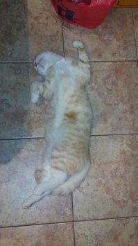 10 фотографий котов, вызывающих улыбку