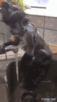 О! И то правда! Уже даже мартышки мыться привыкают, в там всё...