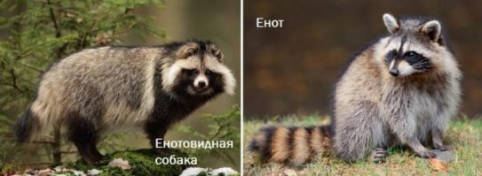 Енот разнес московское кафе и остался очень довольным собой