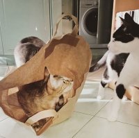 10 фотографий котов, вызывающих улыбку